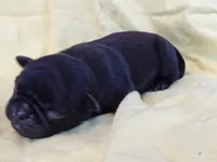 DAISY, a female Pug for sale in Salina, KS – 7 of 8