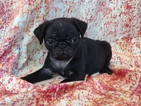 Hubert, a male Pug for sale in Salina, KS – 2 of 7