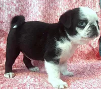 Meimei-Champion Lines, a female Pug for sale in Salina, KS – Photo 3 of 4