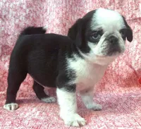 Meimei-Champion Lines, a female Pug for sale in Salina, KS – Photo 2 of 4