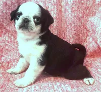 Meimei-Champion Lines, a female Pug for sale in Salina, KS – Photo 1 of 4