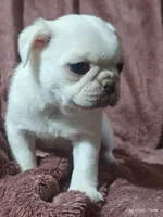 Lola , a male Pug for sale in Salina, KS – 8 of 9