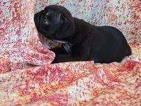 Hubert, a male Pug for sale in Salina, KS – 4 of 7