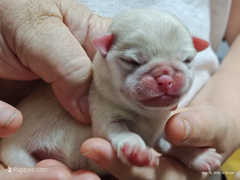 Lola Cream Pug Girl – Pug puppy for sale in Salina, KS