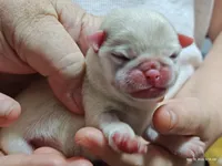 Lola Cream Pug Girl, a female Pug for sale in Salina, KS – 1 of 7