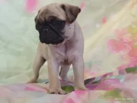 Merida , a female Pug for sale in Salina, KS – 5 of 10