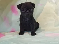 BABBS, a female Pug for sale in Salina, KS – 7 of 8