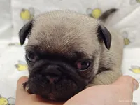 Buster the Perfect Pug Boy, a male Pug for sale in Salina, KS – 9 of 9