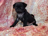 Hubert, a male Pug for sale in Salina, KS – 7 of 7