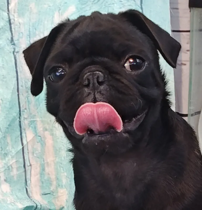 Hubert – Pug puppy for sale in Salina, KS