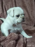 Lola , a male Pug for sale in Salina, KS – 5 of 9