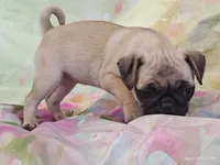 Merida , a female Pug for sale in Salina, KS – 7 of 10