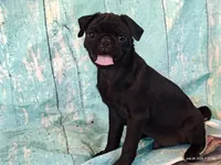 Hubert, a male Pug for sale in Salina, KS – 8 of 10