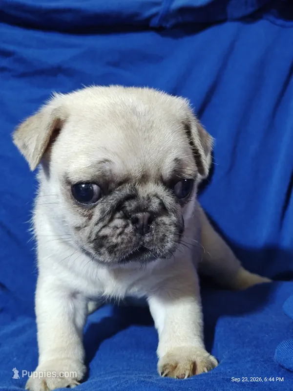 Otis Man Fawn Boy – Pug puppy for sale in Salina, KS