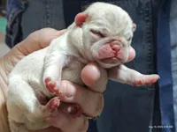 Doug the Pug Boy, a male Pug for sale in Salina, KS – 9 of 10