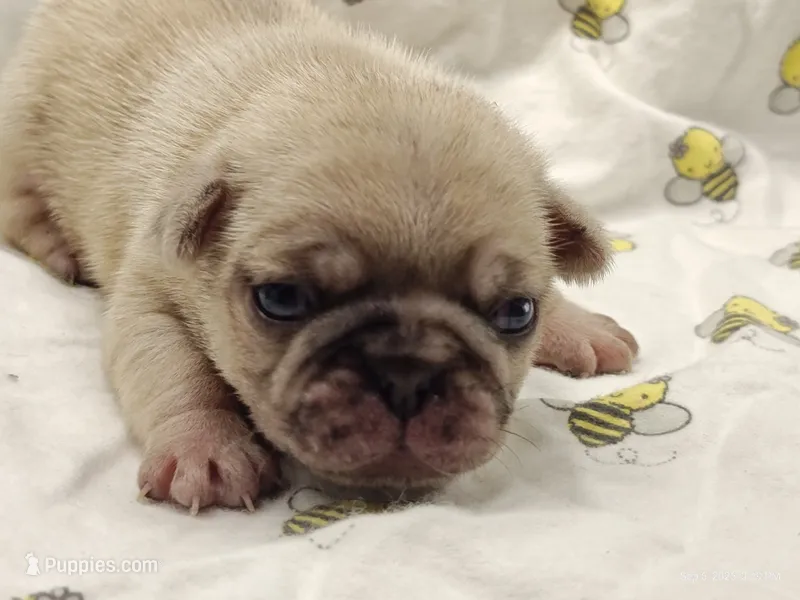 Otis Man Fawn Boy – Pug puppy for sale in Salina, KS