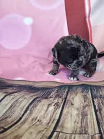 Merriweather, a female Pug for sale in Salina, KS – 2 of 7
