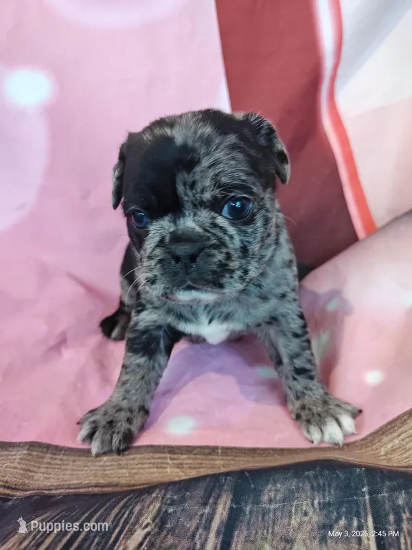 Merriweather – Pug puppy for sale in Salina, KS