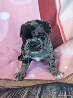 Merriweather, a female Pug for sale in Salina, KS – 1 of 7