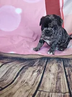 Merriweather, a female Pug for sale in Salina, KS – 3 of 7