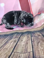 Merriweather, a female Pug for sale in Salina, KS – 6 of 7