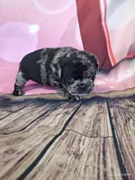 Merriweather, a female Pug for sale in Salina, KS – 5 of 7
