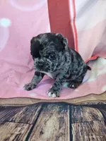 Merriweather, a female Pug for sale in Salina, KS – 4 of 7