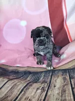 Merriweather, a female Pug for sale in Salina, KS – 7 of 7