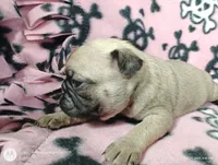 Cindy Lou Who, a female Pug for sale in Salina, KS – Photo 6 of 6