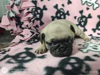 Cindy Lou Who, a female Pug for sale in Salina, KS – Photo 5 of 6