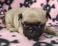 Cindy Lou Who, a female Pug for sale in Salina, KS – Photo 2 of 6