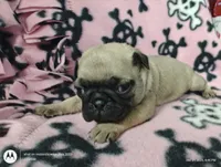 Cindy Lou Who, a female Pug for sale in Salina, KS – Photo 1 of 6