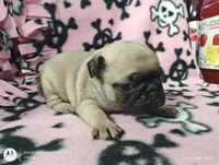 Cindy Lou Who, a female Pug for sale in Salina, KS – Photo 4 of 6