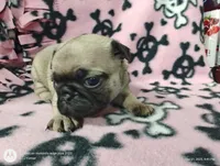 Cindy Lou Who, a female Pug for sale in Salina, KS – Photo 3 of 6