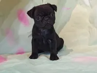 BABBS, a female Pug for sale in Salina, KS – 2 of 8