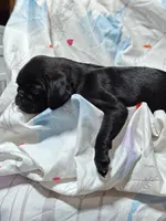 Mochi Missy Black Pug Girl, a female Pug for sale in Salina, KS – 6 of 6