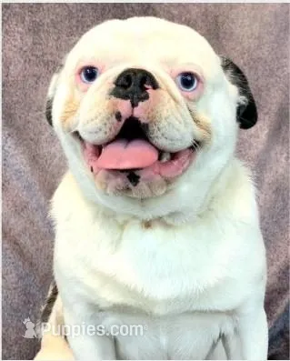 Oreo Poi Poi, a male Pug for sale in Salina, KS – Photo 1 of 6