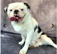 Oreo Poi Poi, a male Pug for sale in Salina, KS – Photo 4 of 6