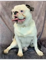 Oreo Poi Poi, a male Pug for sale in Salina, KS – Photo 2 of 6