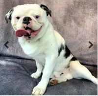 Oreo Poi Poi, a male Pug for sale in Salina, KS – Photo 6 of 6