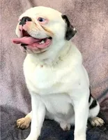 Oreo Poi Poi, a male Pug for sale in Salina, KS – Photo 3 of 6