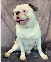 Oreo Poi Poi, a male Pug for sale in Salina, KS – Photo 5 of 6