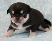 Guyiere, a female Pug for sale in Salina, KS – Photo 4 of 5