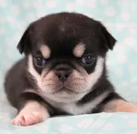 Guyiere, a female Pug for sale in Salina, KS – Photo 2 of 5