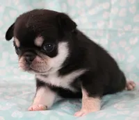 Guyiere, a female Pug for sale in Salina, KS – Photo 5 of 5