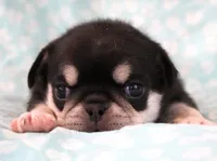 Guyiere, a female Pug for sale in Salina, KS – Photo 3 of 5