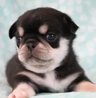 Guyiere, a female Pug for sale in Salina, KS – Photo 1 of 5