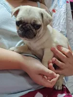 Otis Man Fawn Boy, a male Pug for sale in Salina, KS – 9 of 10