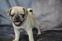 Patrick, a male Pug for sale in Salina, KS – Photo 4 of 9