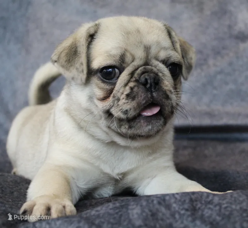 Patrick, a male Pug for sale in Salina, KS – Photo 1 of 9